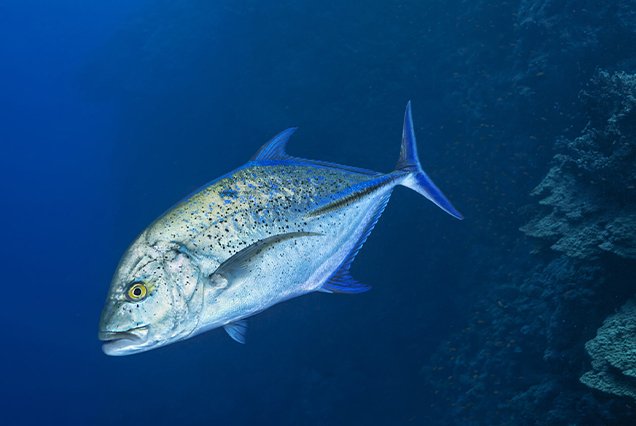 Dive site The Brothers Islands