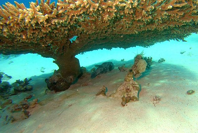 Dive Site Jackson Reef