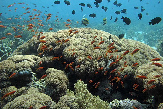 Dive Site Jackson Reef