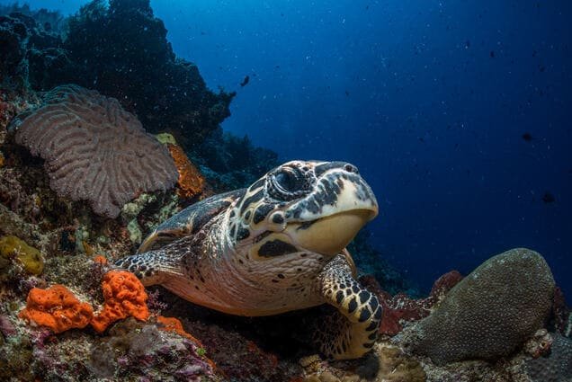 Dive site Abu Galawa Soghayar