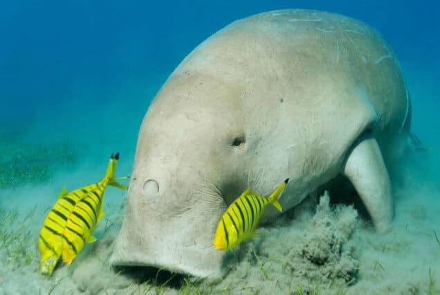 Abu Dabbab Dugong Bay Snorkeling Tour from Marsa Alam.