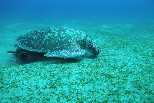 Abu Dabbab Dugong Bay Snorkeling Tour from Marsa Alam.
